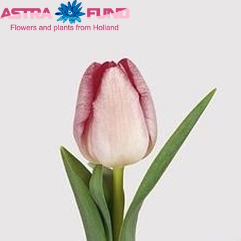 Tulipa Gander's Rhapsody fotografie