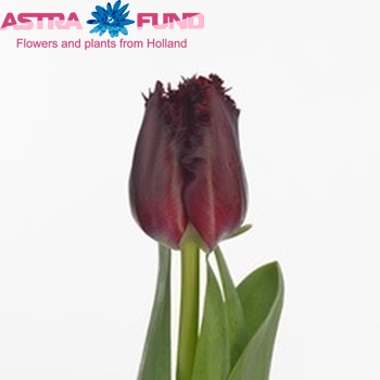 Tulipa Gefranjerde Grp 'Beyonce' fotografie