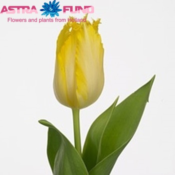 Tulipa Gefranjerde Grp 'Borderline' fotografie