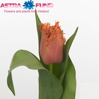 Tulipa Gefranjerde Grp 'Breakpoint' fotografie