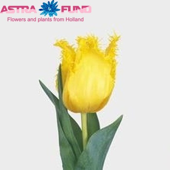 Tulipa Gefranjerde Grp 'Business Class' fotografie