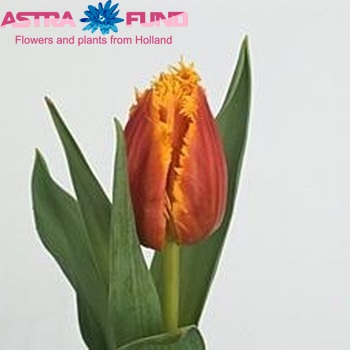 Tulipa Gefranjerde Grp 'Canary' fotografie