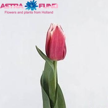 Tulipa Gefranjerde Grp 'Canasta' fotografie