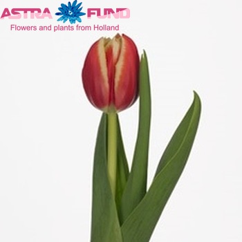 Tulipa Gefranjerde Grp 'Crispa Leen' fotografie
