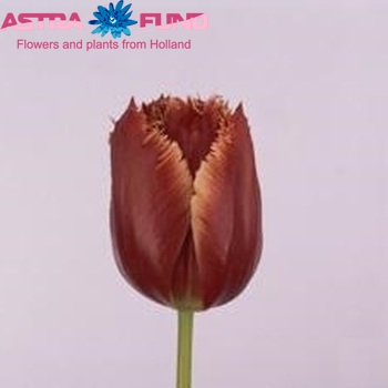 Tulipa Gefranjerde Grp 'Crispy Christmas' fotografie