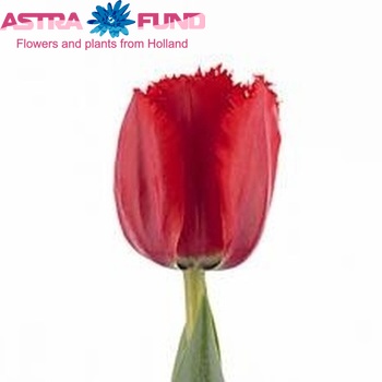 Tulipa Gefranjerde Grp 'Crispy Fighter' fotografie