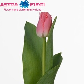 Tulipa Gefranjerde Grp 'Crispy Pinky' fotografie