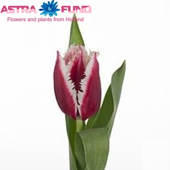Tulipa Gefranjerde Grp 'Crispy Vivi' fotografie