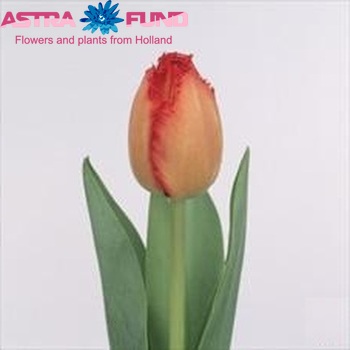 Tulipa Gefranjerde Grp 'Crystal Beauty' fotografie