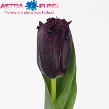 Tulipa Gefranjerde Grp 'Cuban Night' fotografie