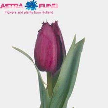 Tulipa Gefranjerde Grp 'Curly Sue' fotografie