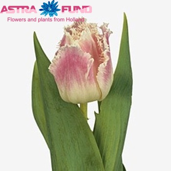 Tulipa Gefranjerde Grp 'Dallas' fotografie
