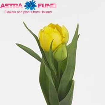 Tulipa Gefranjerde Grp 'Exotic Sun' fotografie