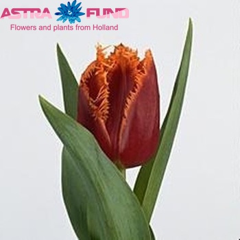 Tulipa Gefranjerde Grp 'Fabio' fotografie