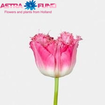 Tulipa Gefranjerde Grp 'Fancy Frills' fotografie