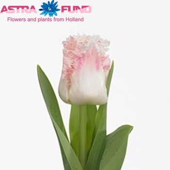 Tulipa Gefranjerde Grp 'Galerie' fotografie