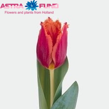 Tulipa Gefranjerde Grp 'Gusto' fotografie
