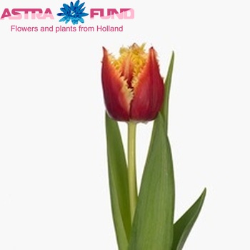 Tulipa Gefranjerde Grp 'Highway' fotografie