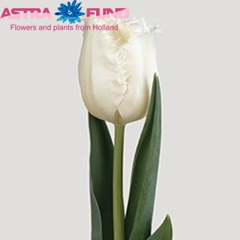 Tulipa Gefranjerde Grp 'Honeymoon' fotografie