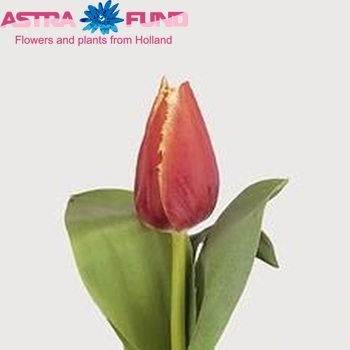 Tulipa Gefranjerde Grp 'Johann Gutenberg' fotografie