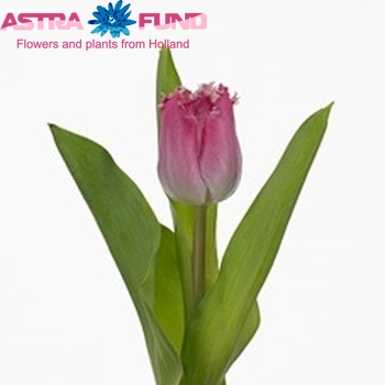 Tulipa Gefranjerde Grp 'Katie Melua' fotografie
