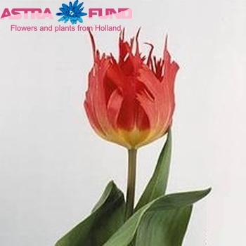 Tulipa Gefranjerde Grp 'Leo' fotografie