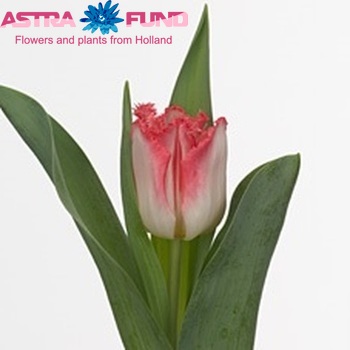 Tulipa Gefranjerde Grp 'Lingerie' fotografie