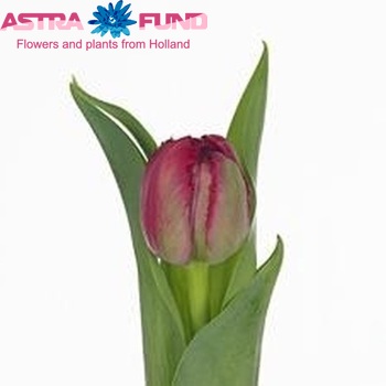 Tulipa Gefranjerde Grp 'Lion King' fotografie