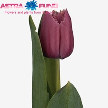 Tulipa Gefranjerde Grp 'Louvre' fotografie