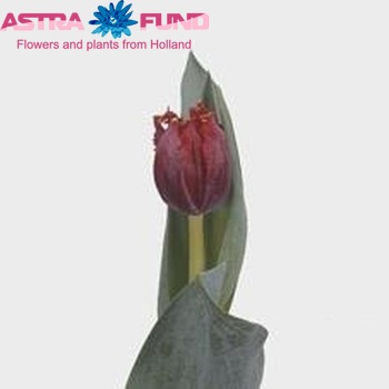Tulipa Gefranjerde Grp 'Marakiro' fotografie