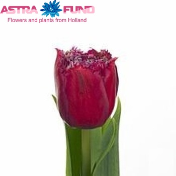 Tulipa Gefranjerde Grp 'Mascotte' fotografie
