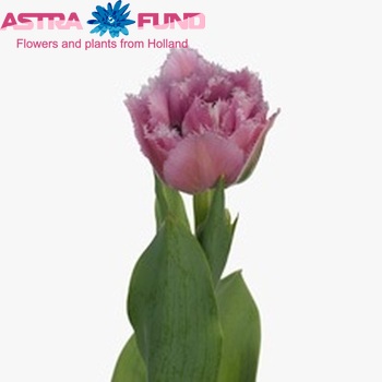 Tulipa Gefranjerde Grp 'Matchpoint' fotografie