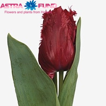 Tulipa Gefranjerde Grp 'Mazda' fotografie