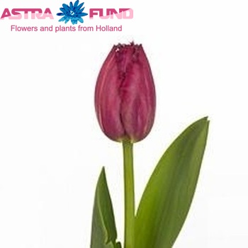 Tulipa Gefranjerde Grp 'Mustang' fotografie