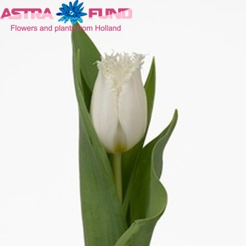 Tulipa Gefranjerde Grp 'North Pole' fotografie