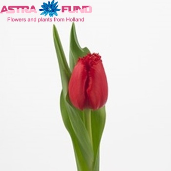 Tulipa Gefranjerde Grp 'Orange Cup' fotografie