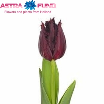 Tulipa Gefranjerde Grp 'Pacific Pearl' fotografie