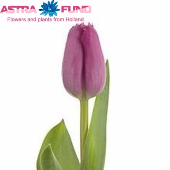Tulipa Gefranjerde Grp 'Padre Dirk' fotografie