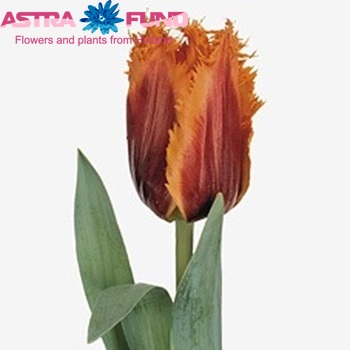 Tulipa Gefranjerde Grp 'Palmares' fotografie
