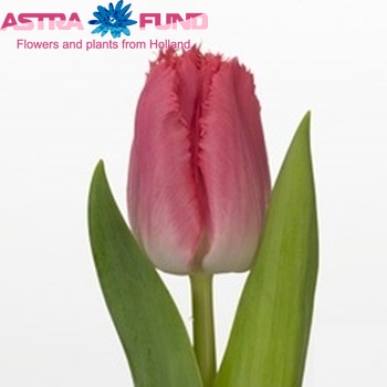 Tulipa Gefranjerde Grp 'Pink Wonder' fotografie