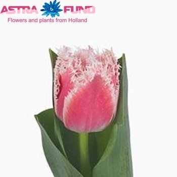 Tulipa Gefranjerde Grp 'Queensland' fotografie