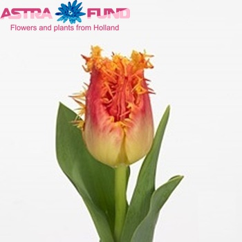 Tulipa Gefranjerde Grp 'Real Time' fotografie