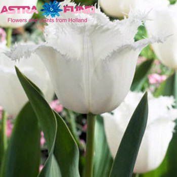 Tulipa Gefranjerde Grp 'Redessa' fotografie