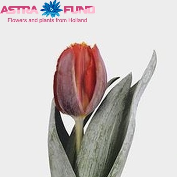 Tulipa Gefranjerde Grp 'Riador' fotografie