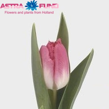 Tulipa Gefranjerde Grp 'Rosario Crispa' fotografie