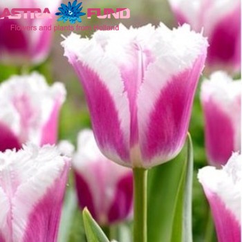 Tulipa Gefranjerde Grp 'Siesta' fotografie