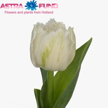 Tulipa Gefranjerde Grp 'Snowfever' fotografie
