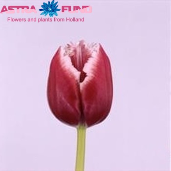 Tulipa Gefranjerde Grp 'Starfighter' fotografie