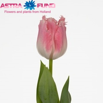 Tulipa Gefranjerde Grp 'Tatjana' fotografie