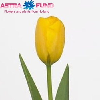 Tulipa Golden Apeldoorn fotografie